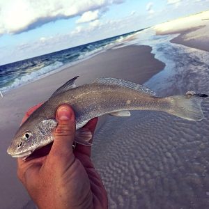 Whiting from Gulf Shores