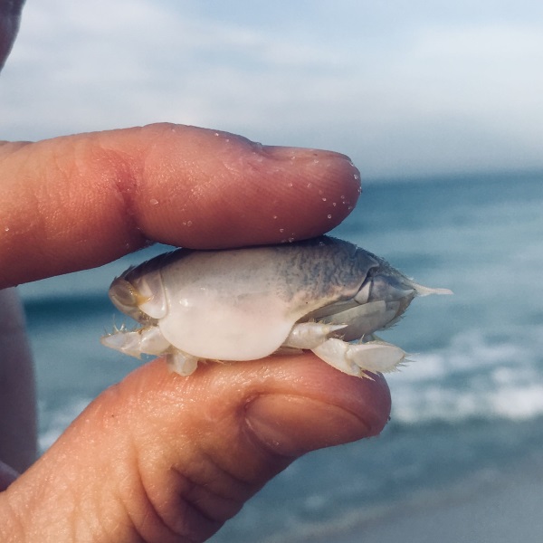 How To Catch Pompano From The Surf - The Angler Within Beach Fishing For  Florida Pompano