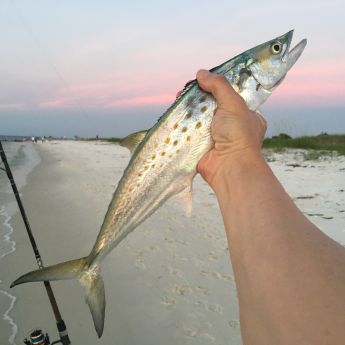 Holding A Spanish Mackerel