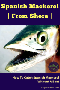 catch mackerel shore spanish surf pompano whiting species