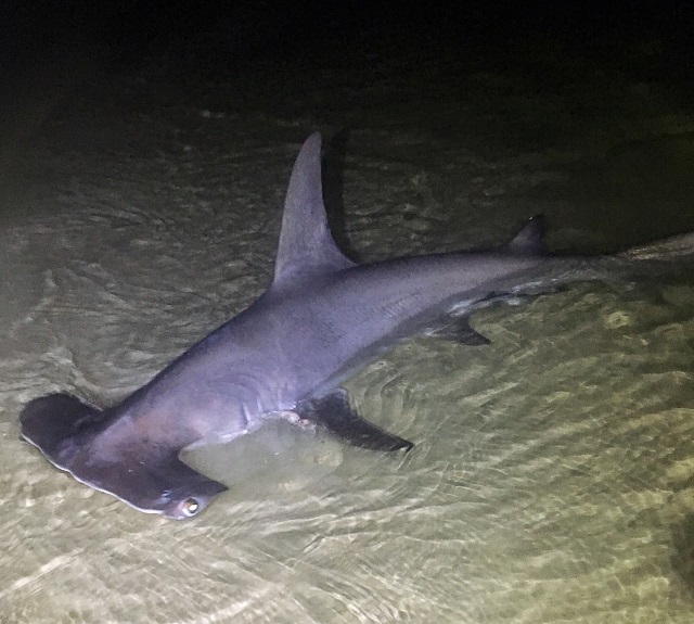 hammerhead shark caught from the beach