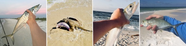 Catch Sharks From The Beach By Casting Out Baits - The Angler