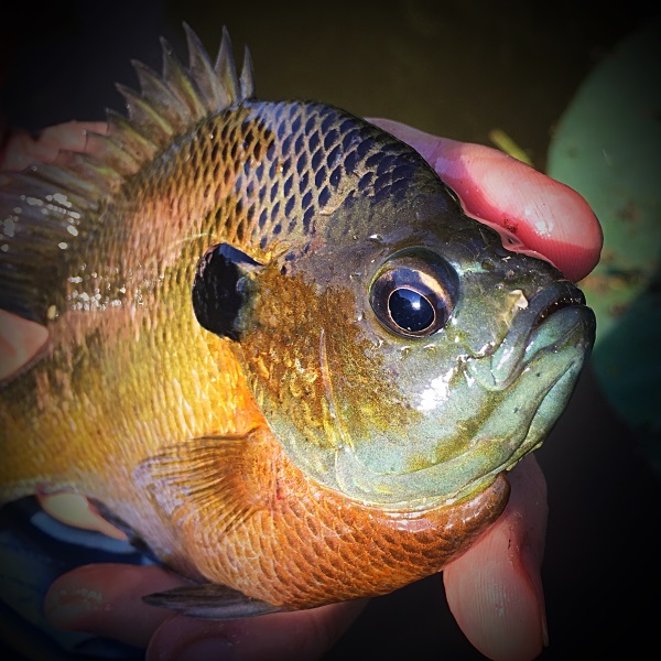 Bluegill Bait – 9 best baits for bream and sunfish
