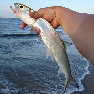 How To Catch Ladyfish