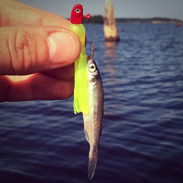 Jig Tipped With A Minnow
