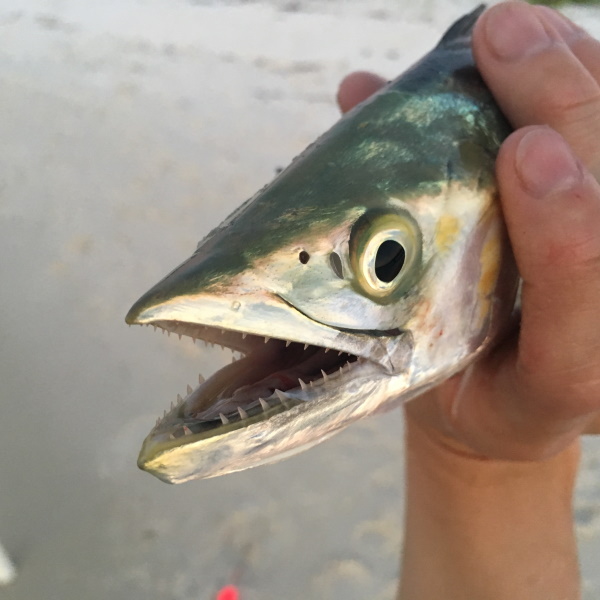 bluefish teeth