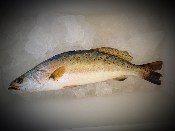 Spotted Seatrout On Ice