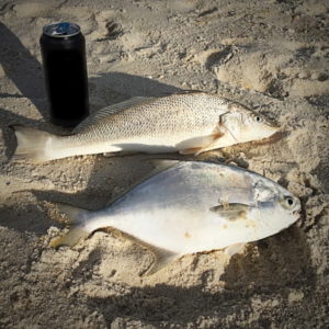 Fish You Can Catch In Gulf Shores From The Beach