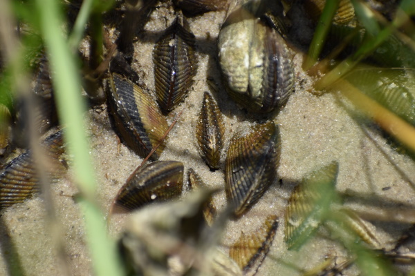 Atlantic Ribbed Mussel