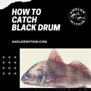How To Catch Black Drum