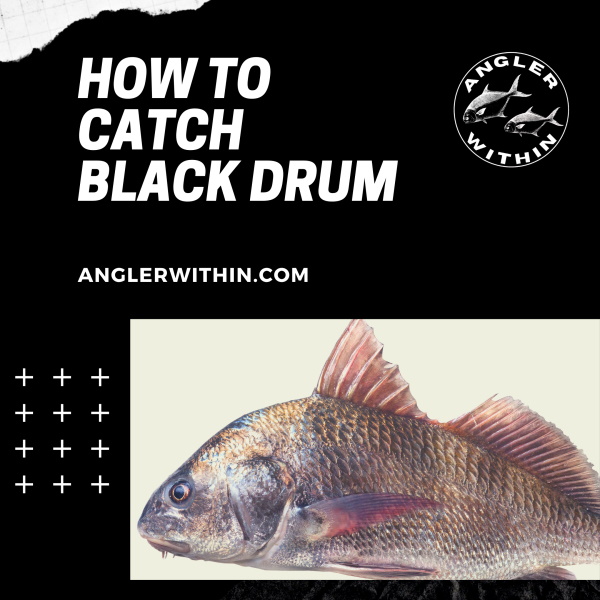 How To Catch Black Drum Using Sand Fleas [VIDEO]