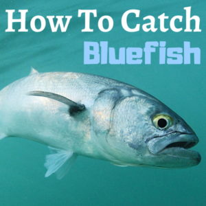 How To Catch Bluefish From Shore