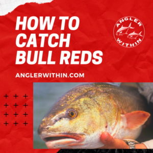 How To Catch Bull Reds From Shore