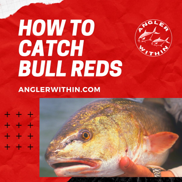 How To Catch Bull Reds From Shore