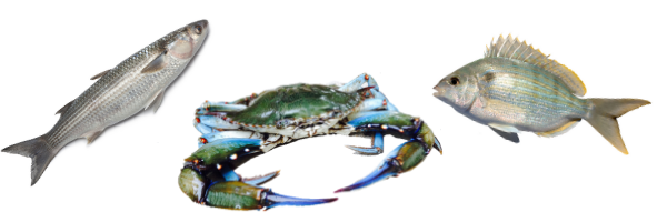 Mullet, Blue Crab, Pinfish