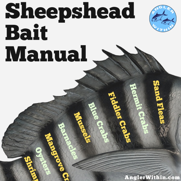10 Best Baits For Sheepshead - An Ultimate Bait Guide For Sheepshead