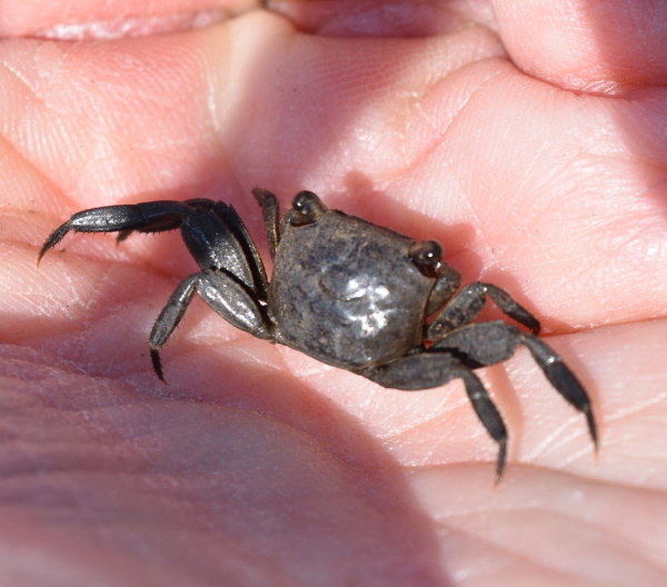 Small Crab For Bait