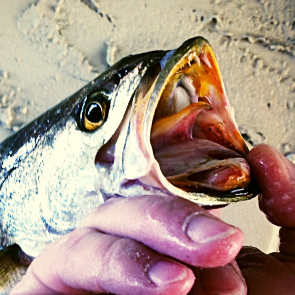 Speckled Trout Mouth