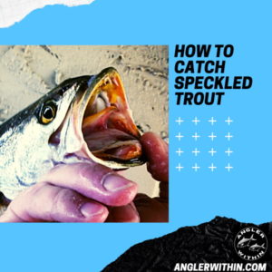 How To Catch Speckled Trout