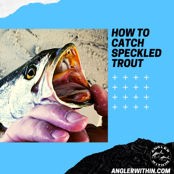 How To Catch Speckled Trout - Spotted Seatrout Fishing For Beginners