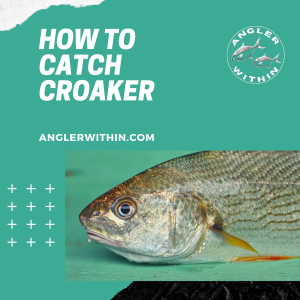 How To Catch Croaker - Atlantic Croaker Fishing Guide