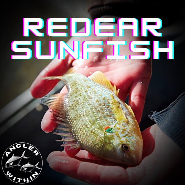 Redear Sunfish aka Shellcracker