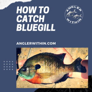 How To Catch Bluegill