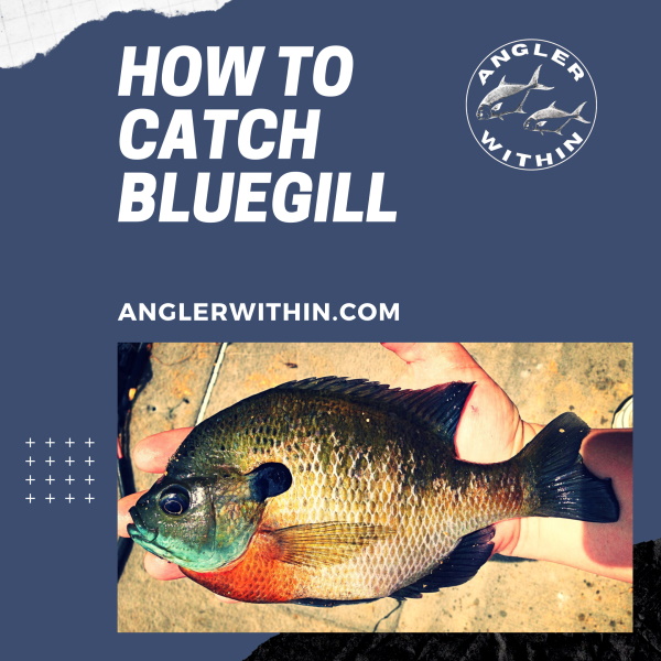How To Catch Bluegill - A Sunfish And Bream Fishing Guide
