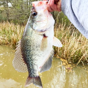Keeping Crappie On Ice