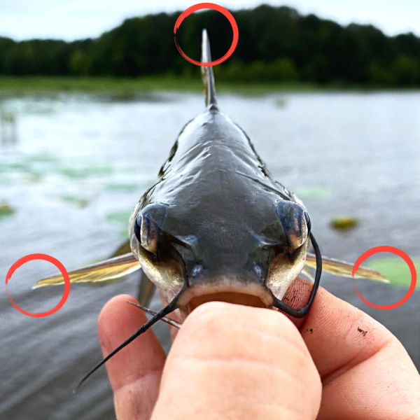 Catfish Sting With Their Spines