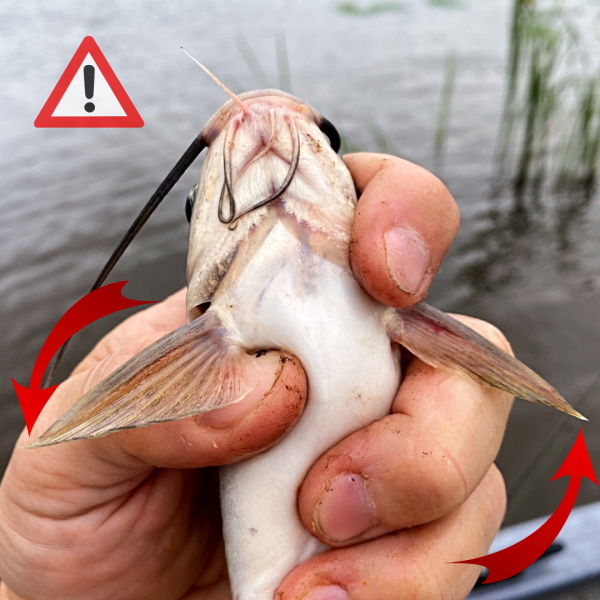 How To Hold A Catfish