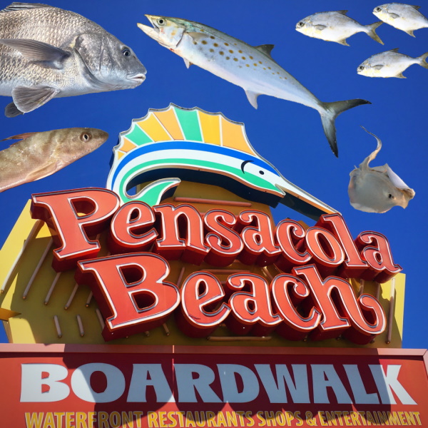 Fish You Can Catch In Pensacola From The Beach