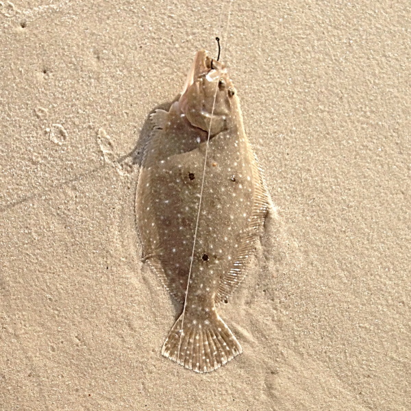 Flounder Caught From The Beach