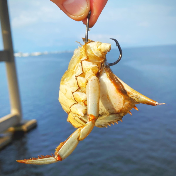 Cut blue crab on a circle hook