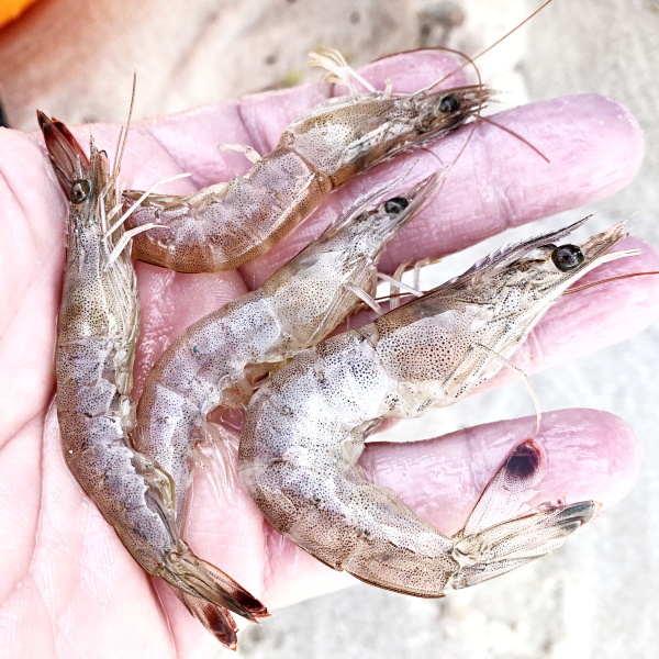 handful of live shrimp