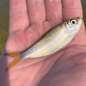 What Is Whitebait In Florida - Pichards or Scaled Sardines?