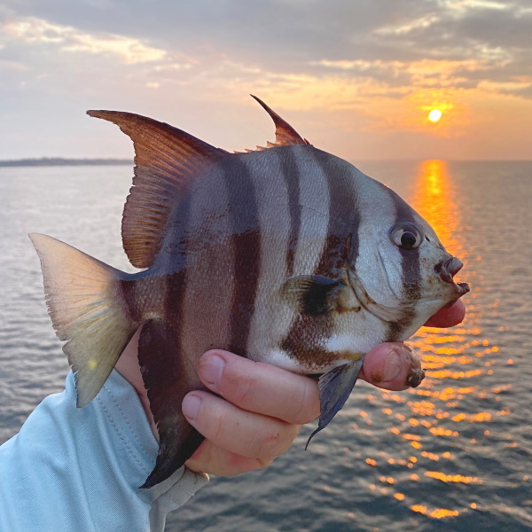 Atlantic Spadefish