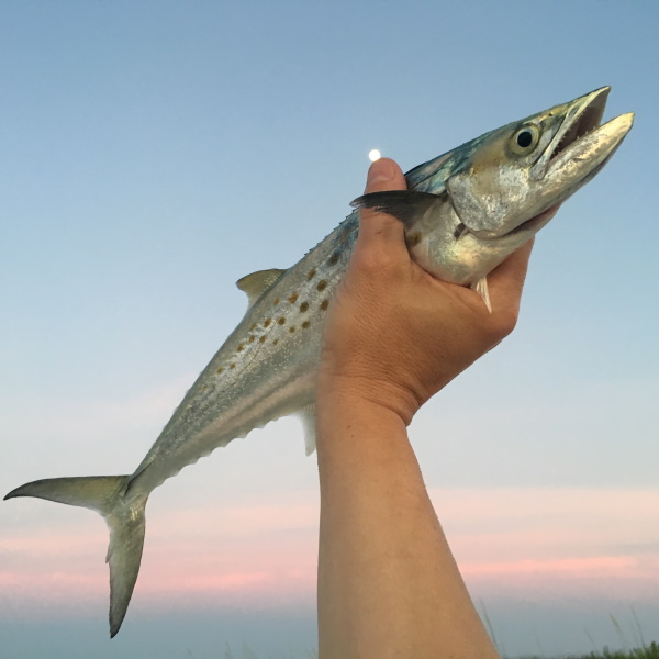 Spanish Mackerel