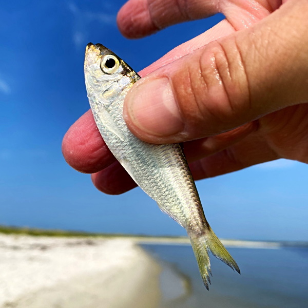 What Is Whitebait In Florida - Pichards or Scaled Sardines?