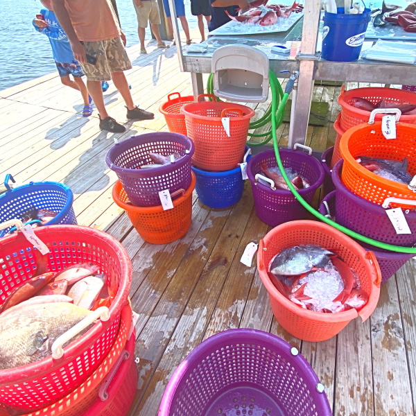 Baskets Of Fish Caught Offshore