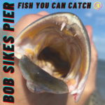 20 Fish You Can Catch On Bob Sikes Pier - Bridge Species List