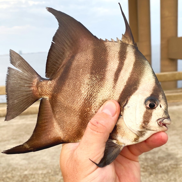 Atlantic spadefish caught on Bob Sikes pier