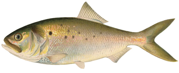 Pogie Bait Fish In Florida - Is It A Menhaden?