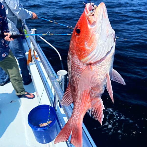 Red snapper caught on a party boat