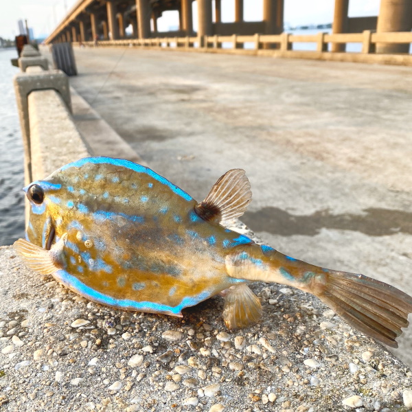 A Scrawled Cowfish caught on Bob Sikes bridge